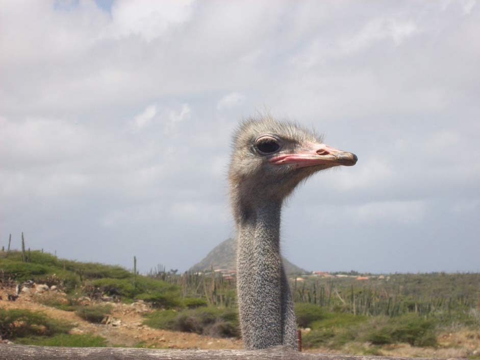 Head Bird Aruba Ostrich
