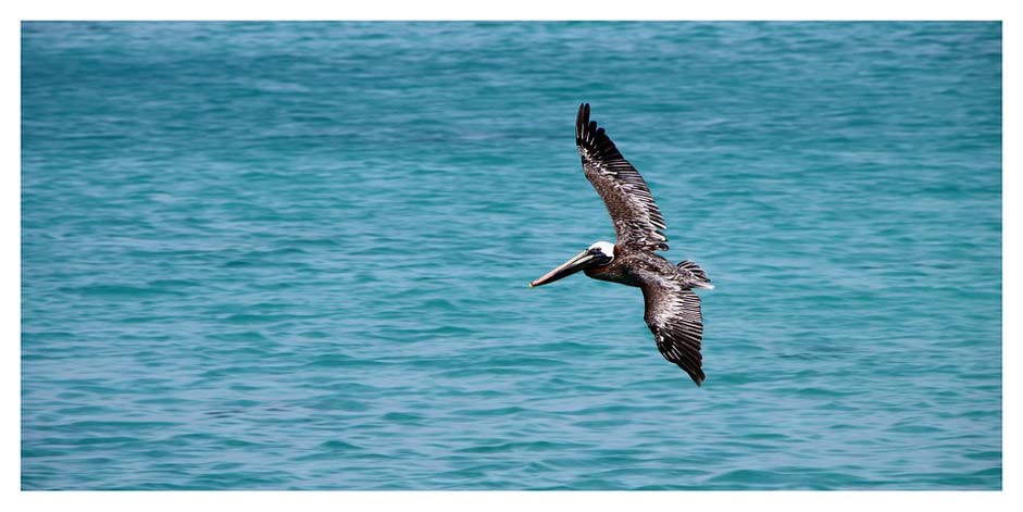 Pelecanus-Occidentalis Brown-Pelican Bird Pelikan