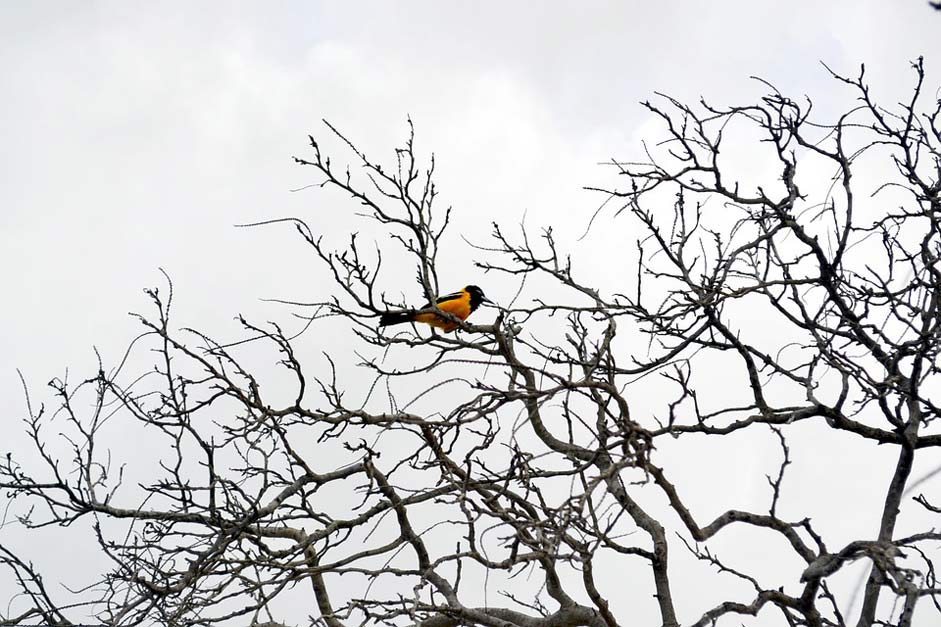 Yellow-Bird Aruba Caribbean Summer