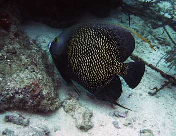 Angelfish Sea-Life Scuba Aruba Picture