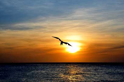 Aruba Animal Nature Bird Picture