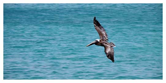 Pelikan Pelecanus-Occidentalis Brown-Pelican Bird Picture