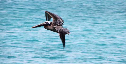 Pelikan Pelecanus-Occidentalis Brown-Pelican Bird Picture