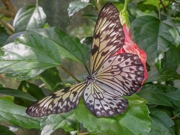 Butterfly Nature Animals Aruba Picture