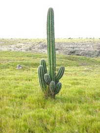 Cacti  Aruba Landscape Picture