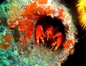 Crab Scuba Aruba Crustacean Picture