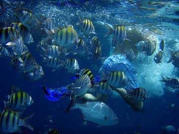 Diving Sea Fish Underwater Picture