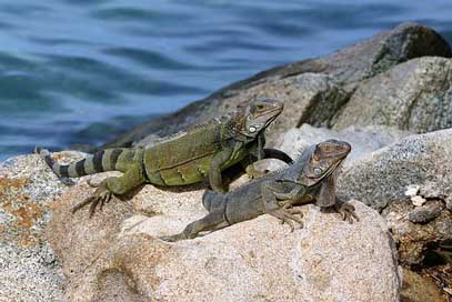 Aruba Blue Sea Lizard Picture