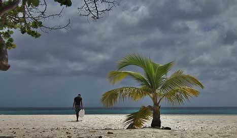 Aruba Surfing Surfer Palm-Tree Picture