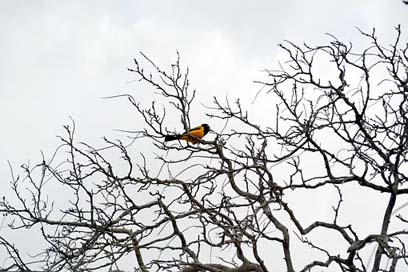 Summer Yellow-Bird Aruba Caribbean Picture