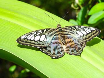 Butterfly Aruba Wildlife Nature Picture