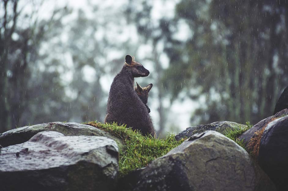 Nature Australia Kangaroos Animals