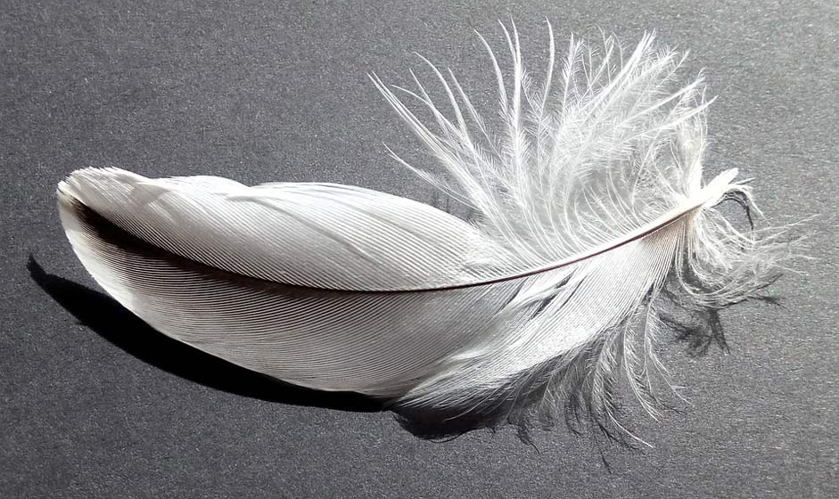 Grey White Soft Bird-Feather