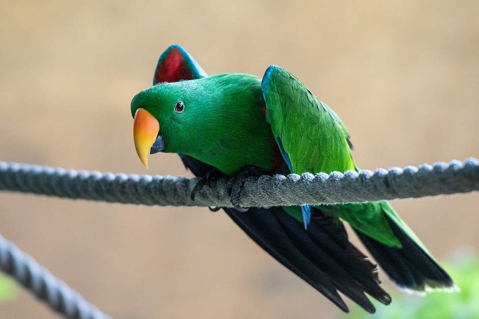 Plumage Colorful Nature Bird