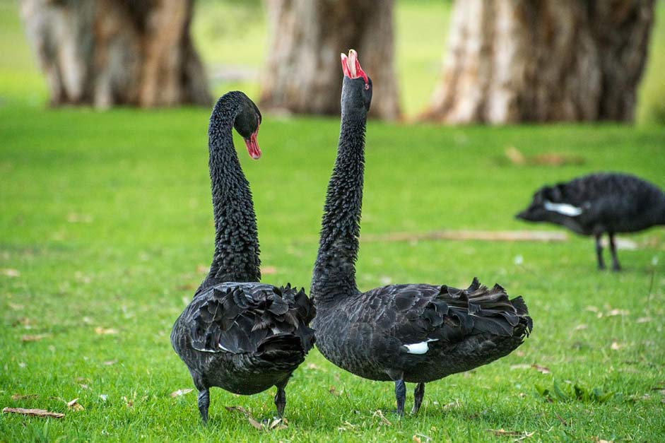 Bird Goose Swan Black-Swan
