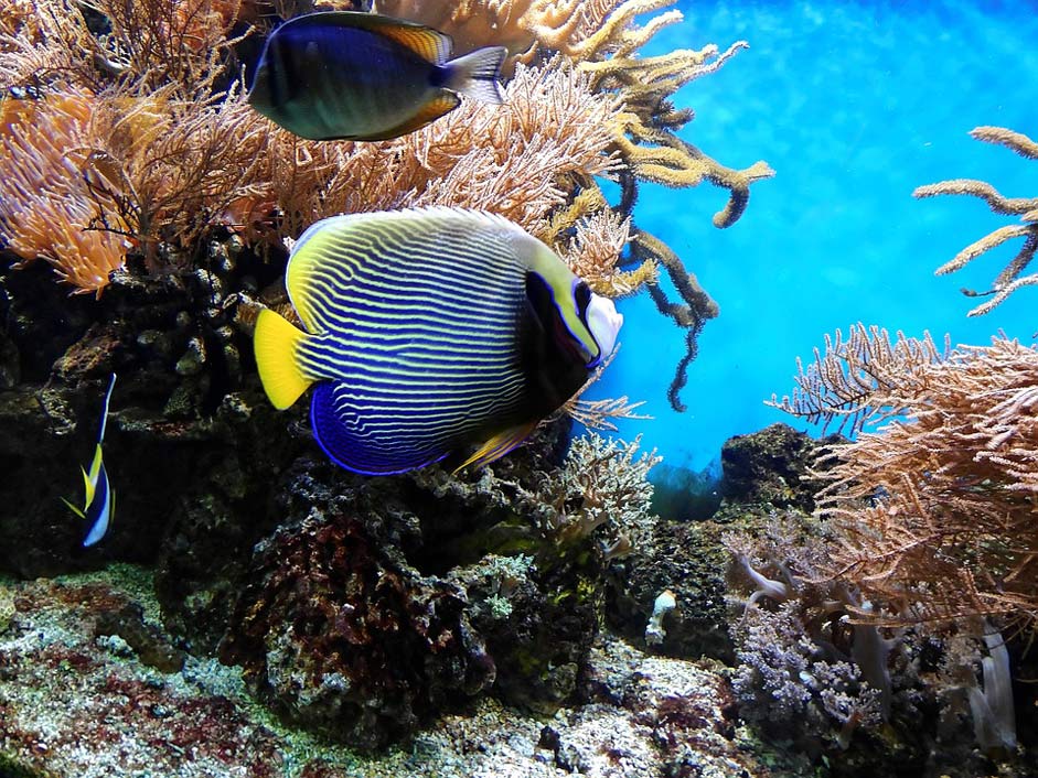 Aquarium Underwater Fish Coral