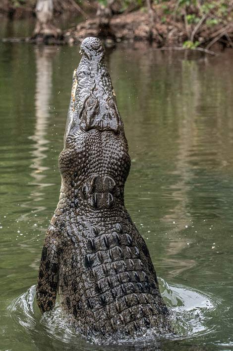Predator Reptile Australia Crocodile