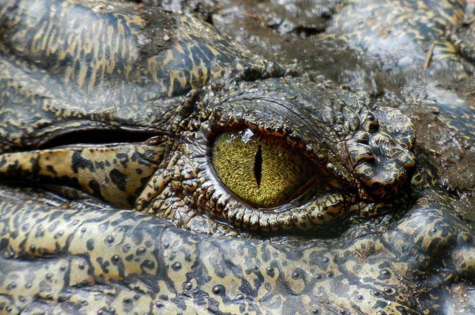 Nature Animal Eye Crocodile