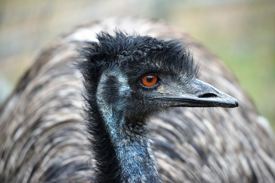 Portrait Bird Australia Emu