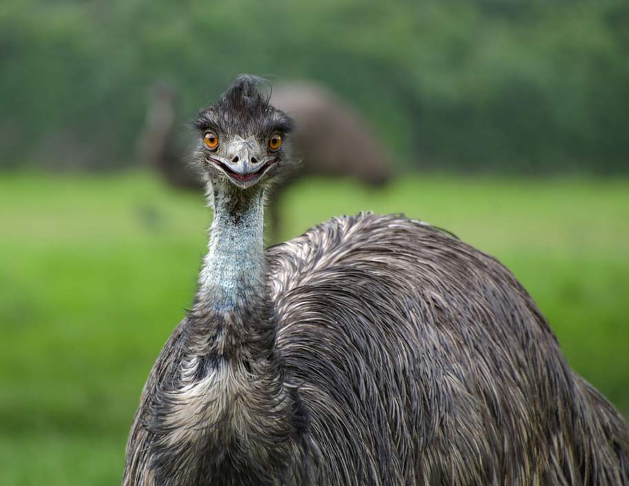 Portrait Bird Smile Emu