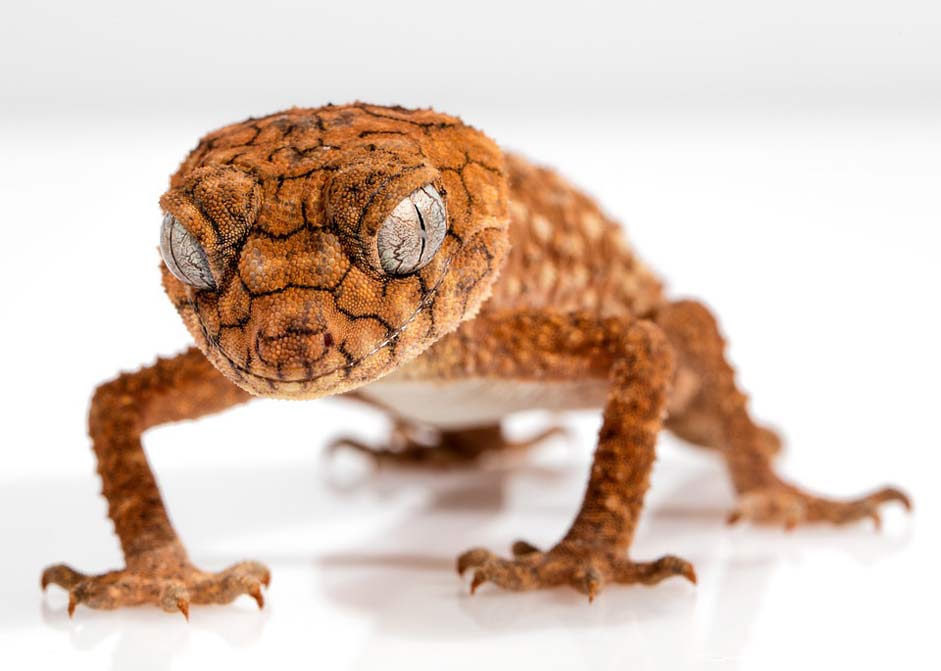 Lizard Centralian Rough-Knob Gecko