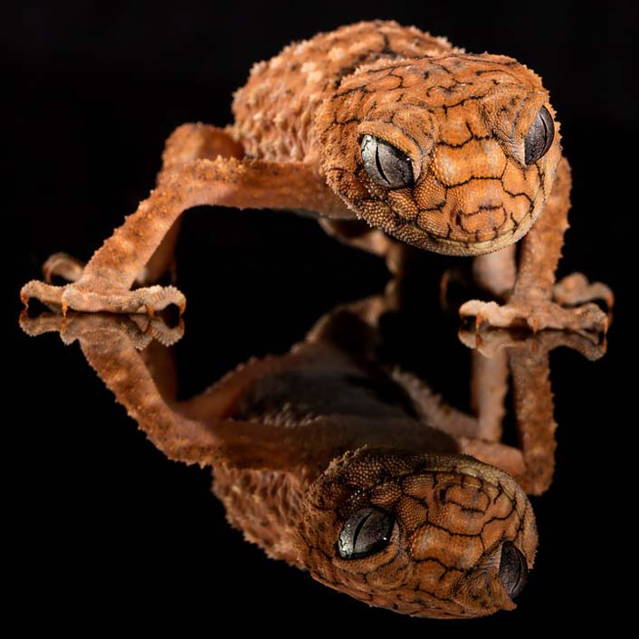 Australia Lizard Rough-Knob Gecko