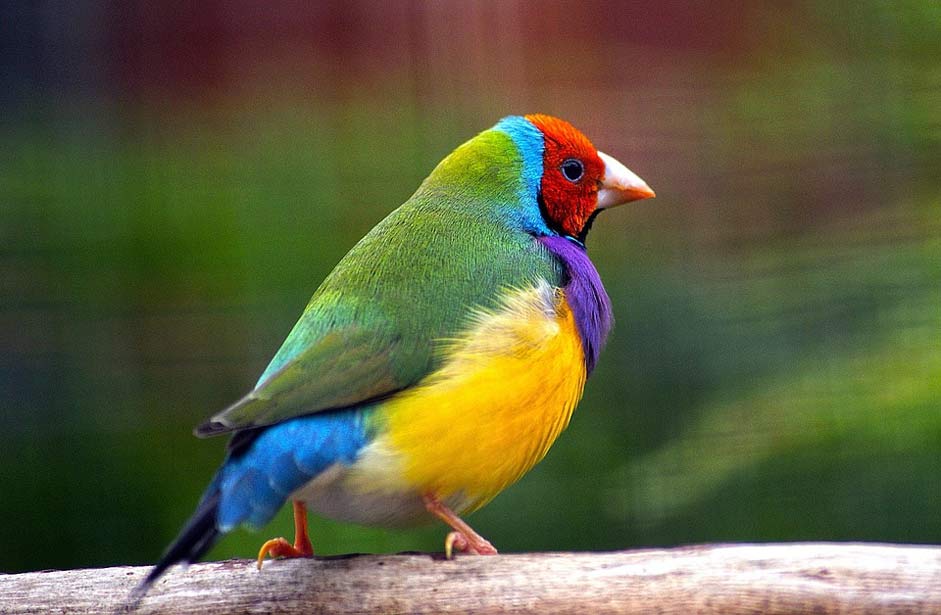 Nature Wildlife Bird Gouldian-Finch