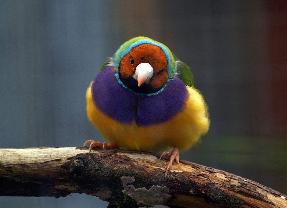 Nature Wildlife Bird Gouldian-Finch