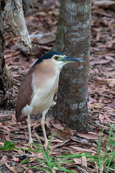 Wildlife Nature Bird Heron