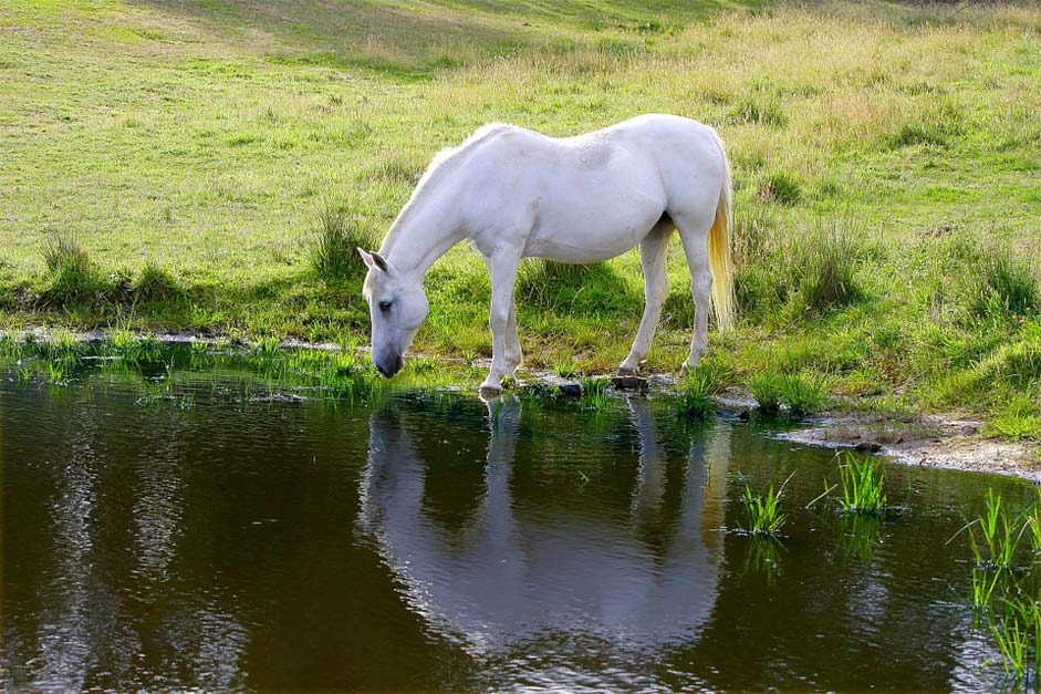 Pony Farm Animal Horse