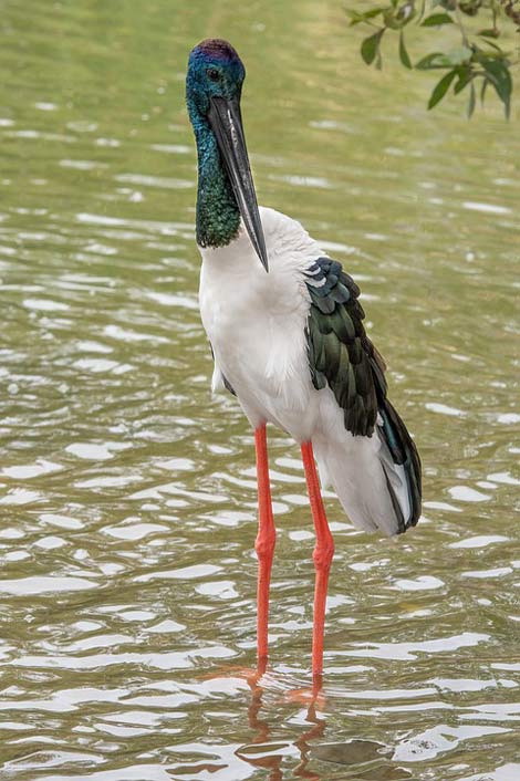 Wildlife Australia Bird Jabiru