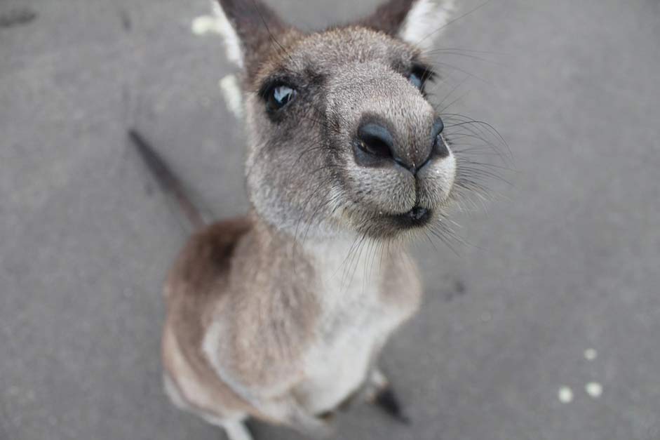 Cute Animal Cute-Animal Kangaroo