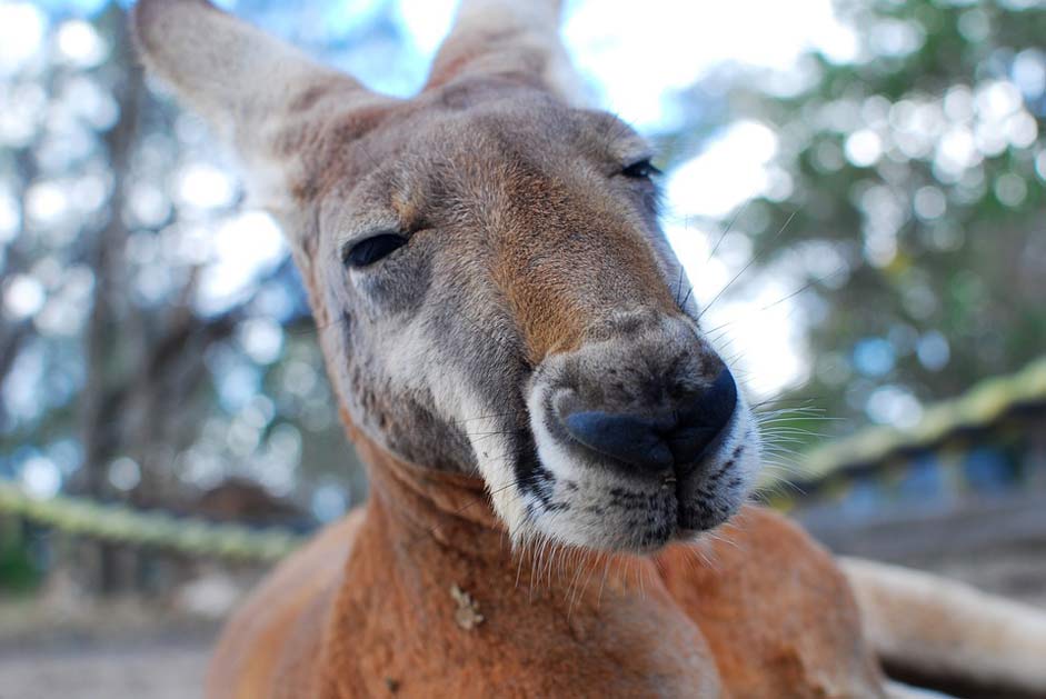 Brown Close-Up Marsupial Kangaroo