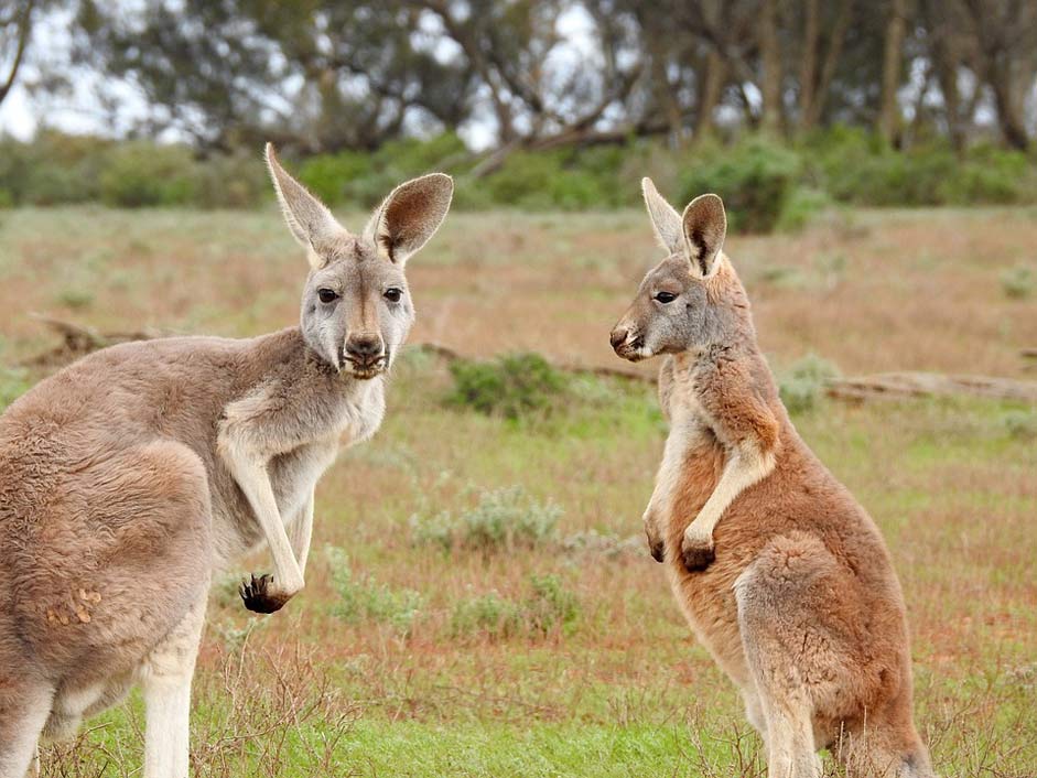 Wildlife Looking Standing Kangaroos