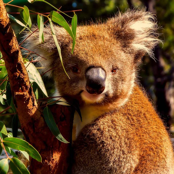 Macro Wildlife Animal Koala
