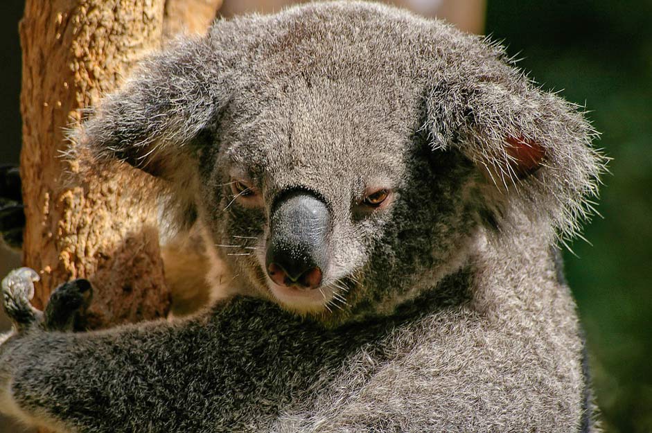 Grey Marsupial Bear Koala