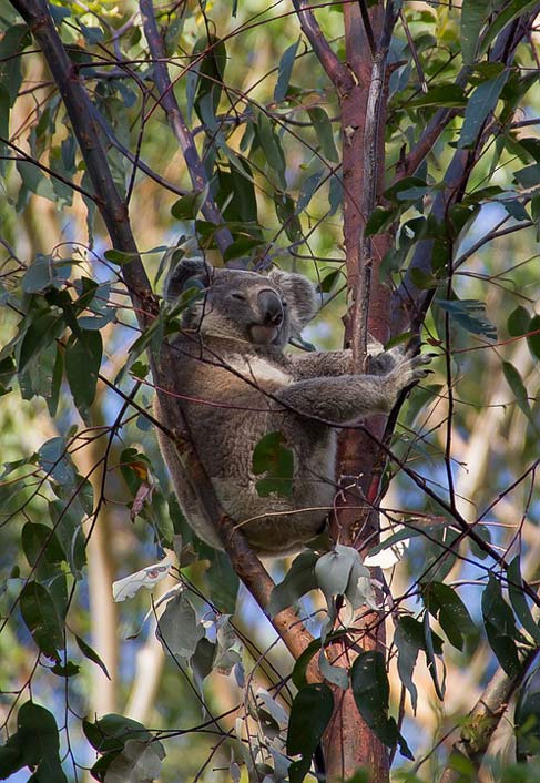 Grey Marsupial Bear Koala