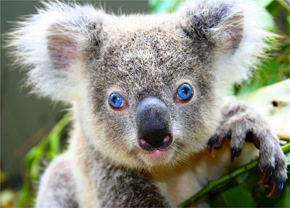 Gray Cute Bear Koala