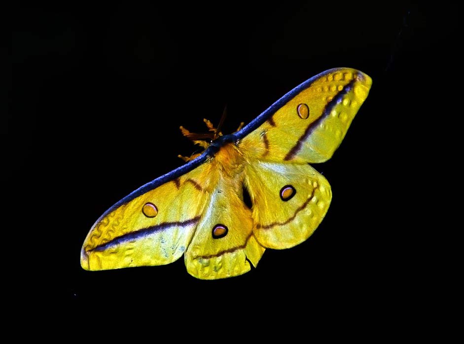 Yellow Insect Large Moth