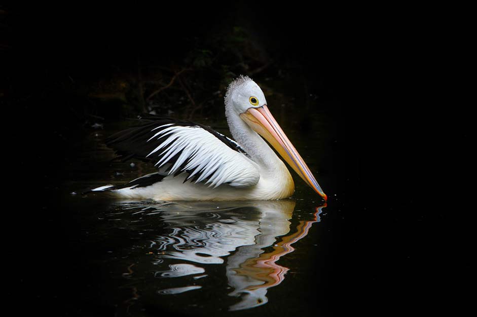 Water Sea-Birds Bird Pelican