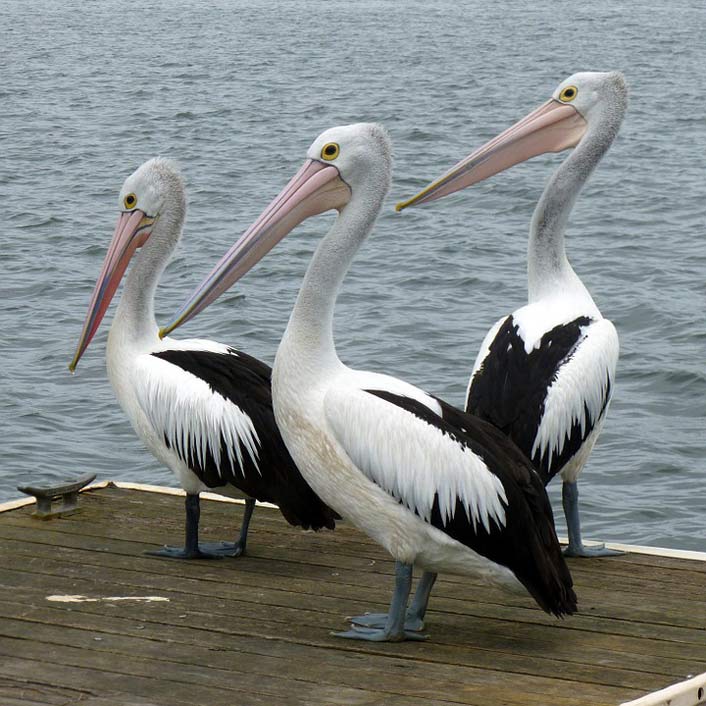 Australian-Pelican Water-Bird Pelican Pelicans