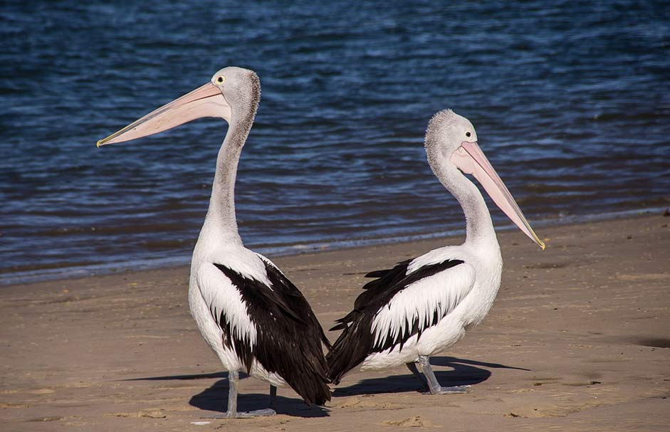 Bird Beach Sea Pelicans