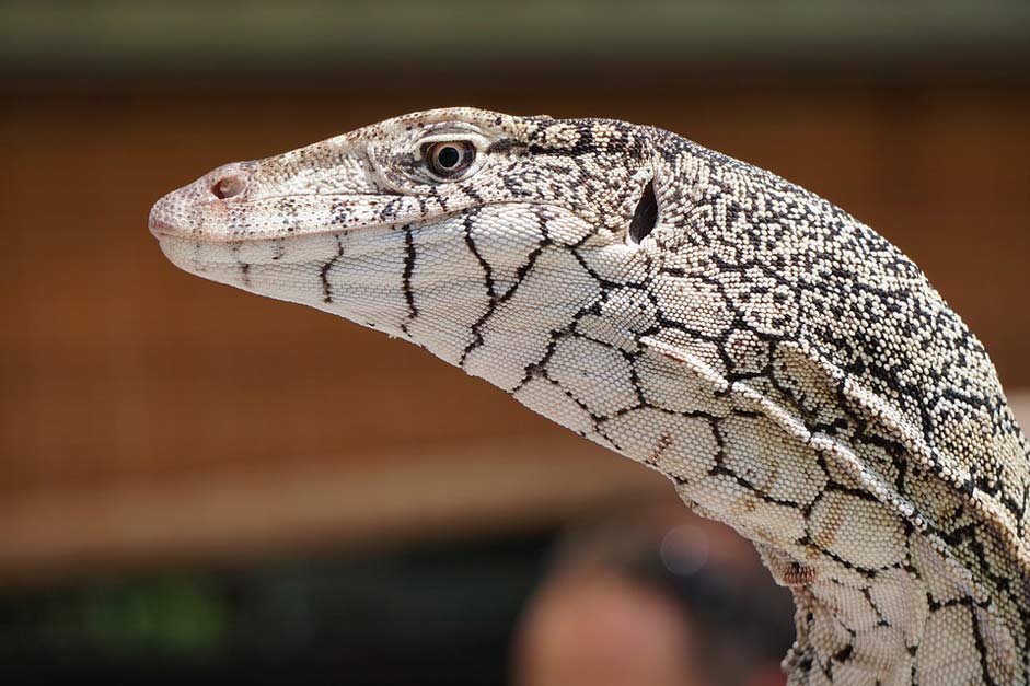 Reptile Goanna Lizard Perentie