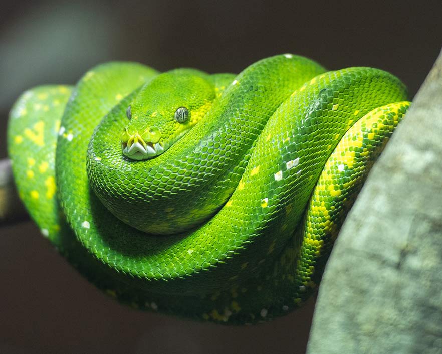 Reptile Snake Green-Tree-Python Python