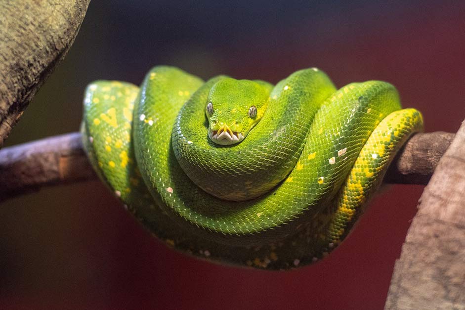 Reptile Constrictor Snake Python