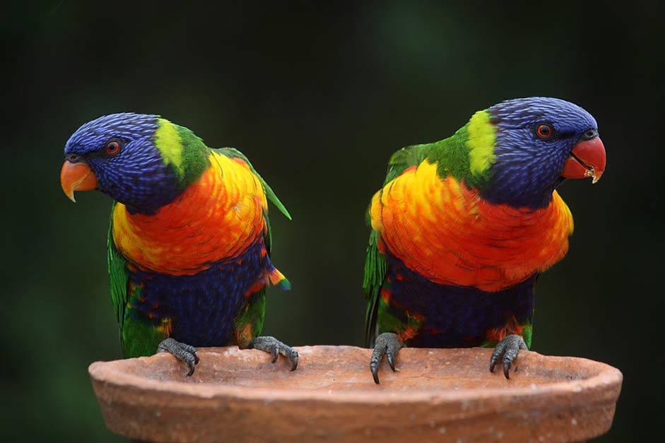 Rainbow Australia Parrots Rainbow-Lorikeet