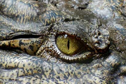 Crocodile Nature Animal Eye Picture