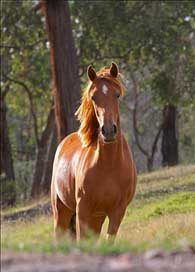 Horse Farm Animal Stella Picture