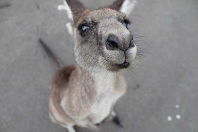 Kangaroo Cute Animal Cute-Animal Picture