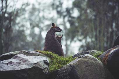 Animals Nature Australia Kangaroos Picture